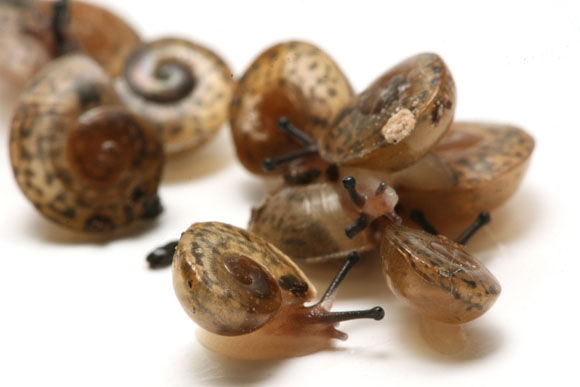 Pleurodonte sp. Barbados